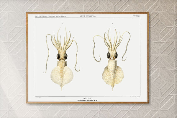 Vintage Wall Art - Love Heart Squid Scientific Illustration